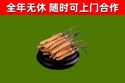 细河回收散虫草
